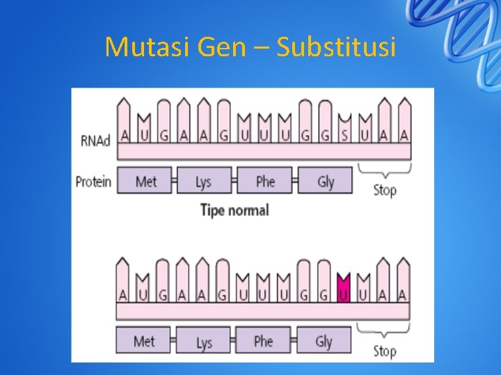 Mutasi Gen – Substitusi 