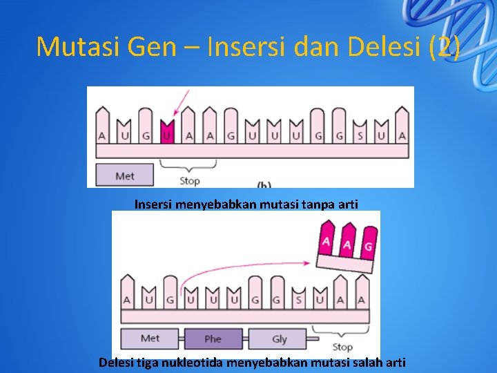 Mutasi Gen – Insersi dan Delesi (2) Insersi menyebabkan mutasi tanpa arti Delesi tiga