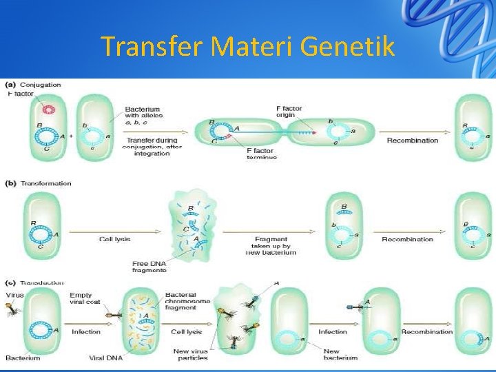 Transfer Materi Genetik 