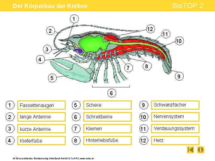 Bio. TOP 2 Der Körperbau der Krebse 1 12 2 11 10 3 4