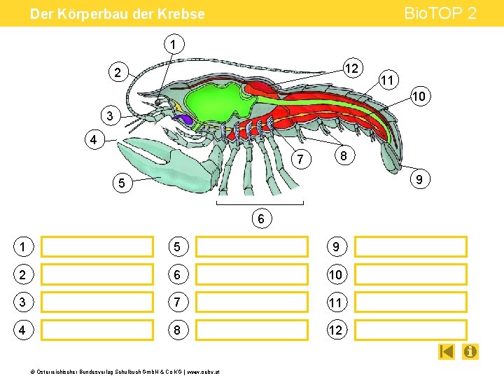 Bio. TOP 2 Der Körperbau der Krebse 1 12 2 11 10 3 4