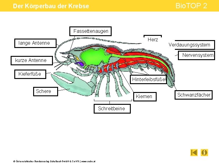 Bio. TOP 2 Der Körperbau der Krebse Fassettenaugen Herz lange Antenne Nervensystem kurze Antenne