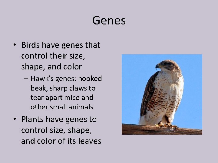 Genes • Birds have genes that control their size, shape, and color – Hawk’s