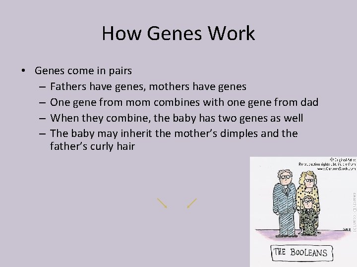 How Genes Work • Genes come in pairs – Fathers have genes, mothers have