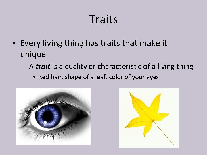 Traits • Every living thing has traits that make it unique – A trait