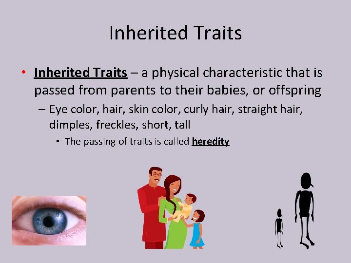 Inherited Traits • Inherited Traits – a physical characteristic that is passed from parents