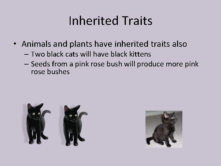 Inherited Traits • Animals and plants have inherited traits also – Two black cats