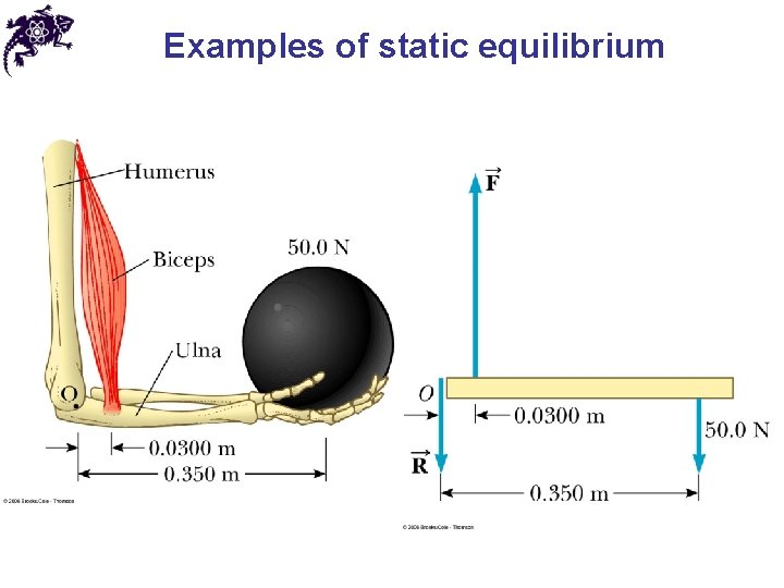 Examples of static equilibrium Examples of static equilibrium