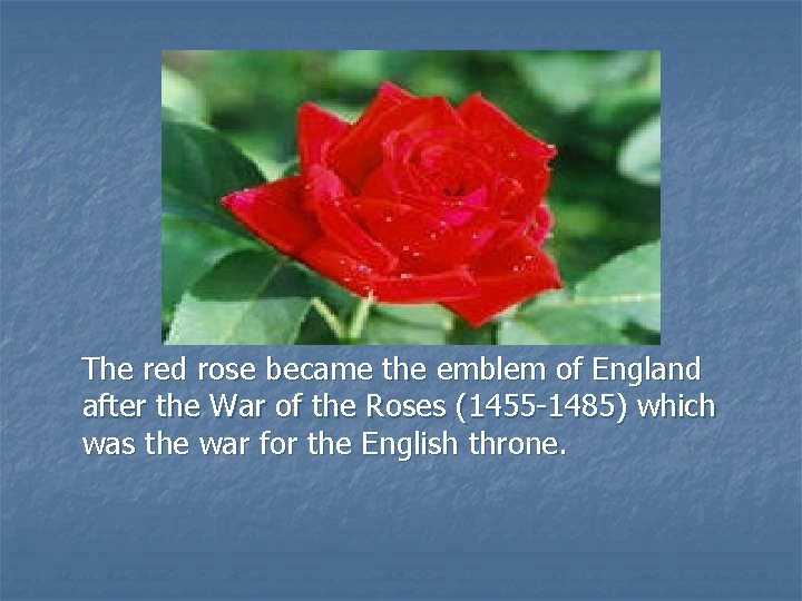 The red rose became the emblem of England after the War of the Roses