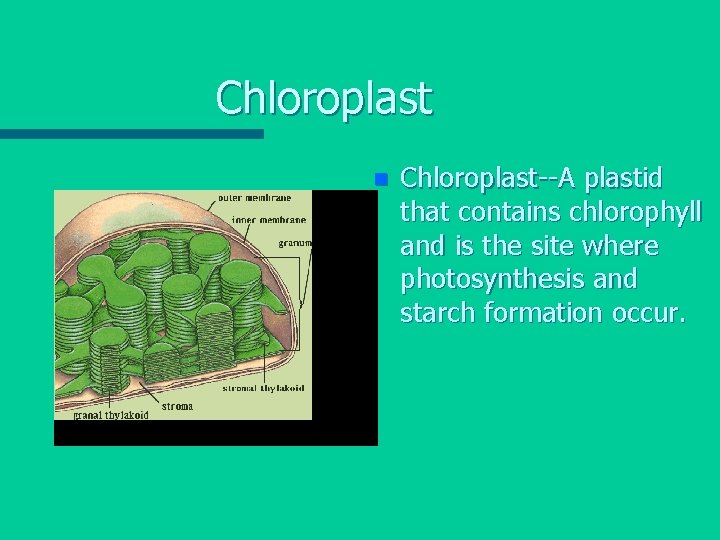 Chloroplast n Chloroplast--A plastid that contains chlorophyll and is the site where photosynthesis and