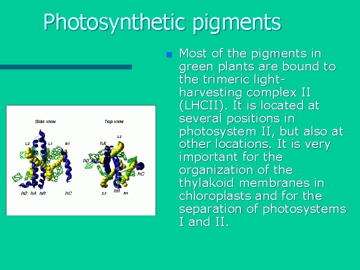 Photosynthetic pigments n Most of the pigments in green plants are bound to the