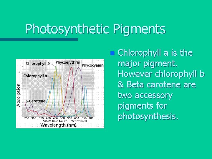 Photosynthetic Pigments n Chlorophyll a is the major pigment. However chlorophyll b & Beta