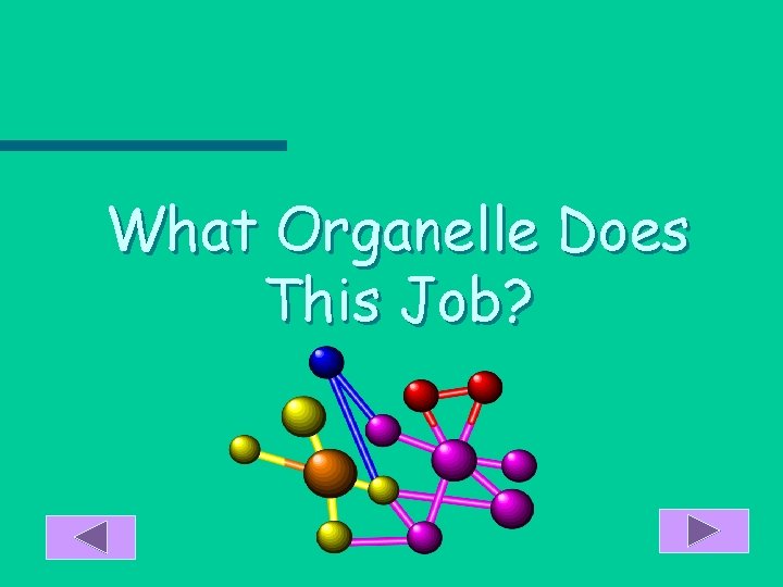 What Organelle Does This Job? 