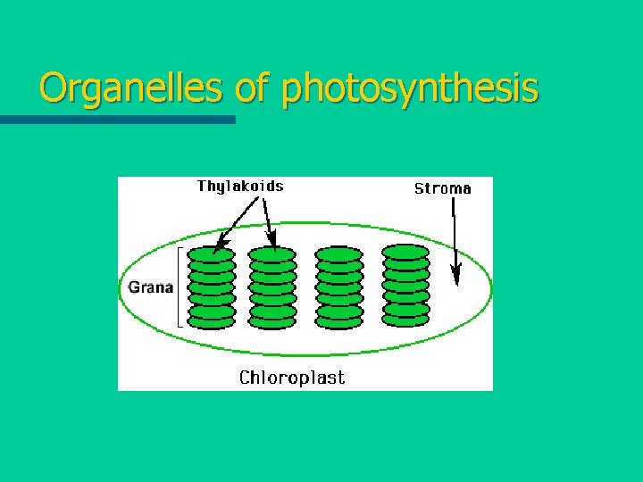 Organelles of photosynthesis 