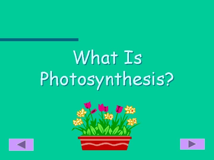 What Is Photosynthesis? 