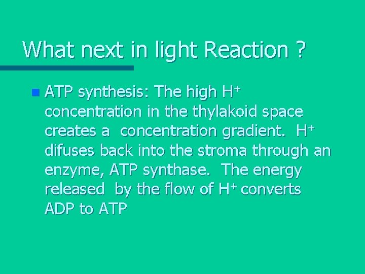 What next in light Reaction ? n ATP synthesis: The high H+ concentration in