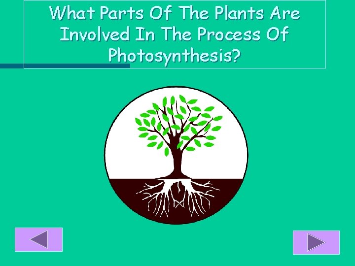 What Parts Of The Plants Are Involved In The Process Of Photosynthesis? 