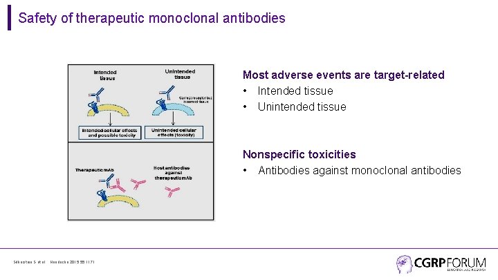 Safety of therapeutic monoclonal antibodies Most adverse events are target-related • Intended tissue •