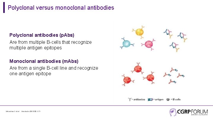 Polyclonal versus monoclonal antibodies Polyclonal antibodies (p. Abs) Are from multiple B-cells that recognize