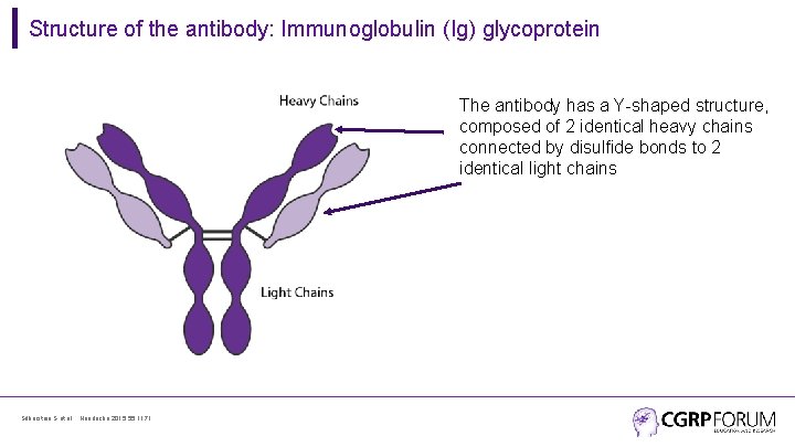 Structure of the antibody: Immunoglobulin (Ig) glycoprotein The antibody has a Y-shaped structure, composed