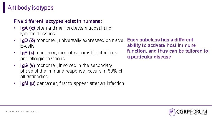 Antibody isotypes Five different isotypes exist in humans: • Ig. A (α) often a