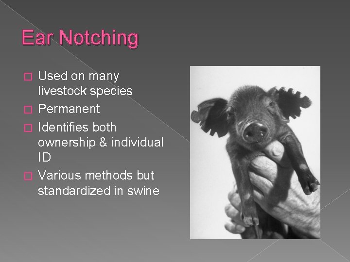Ear Notching Used on many livestock species � Permanent � Identifies both ownership &