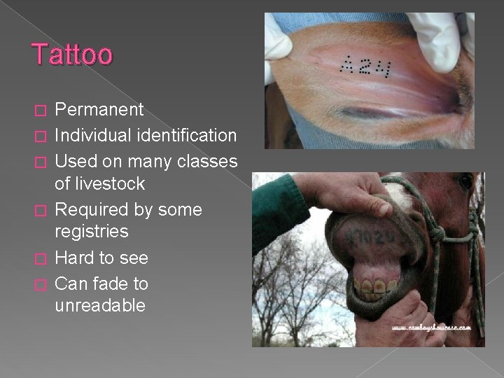 Tattoo � � � Permanent Individual identification Used on many classes of livestock Required