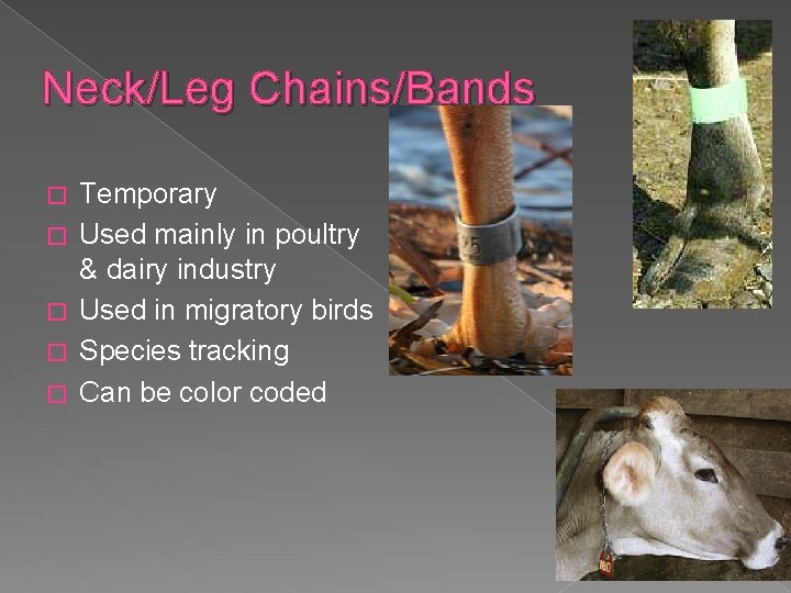 Neck/Leg Chains/Bands � � � Temporary Used mainly in poultry & dairy industry Used