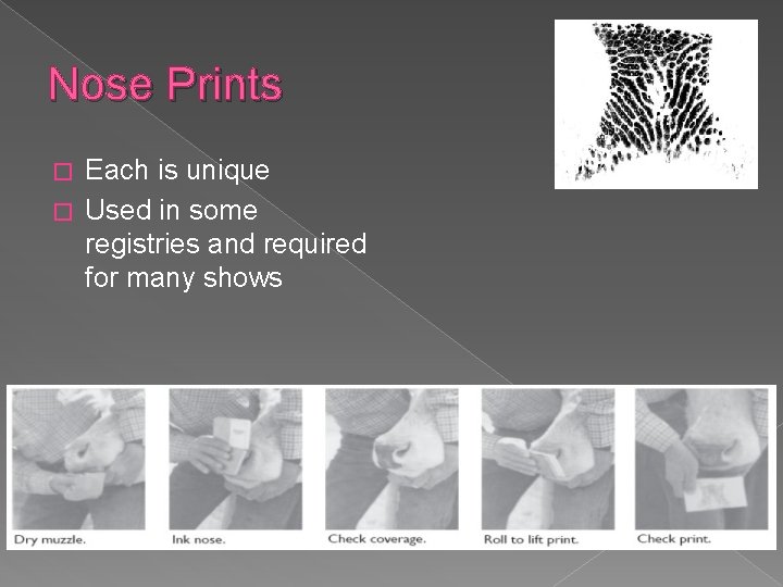 Nose Prints Each is unique � Used in some registries and required for many