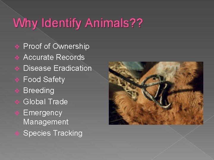 Why Identify Animals? ? v v v v Proof of Ownership Accurate Records Disease