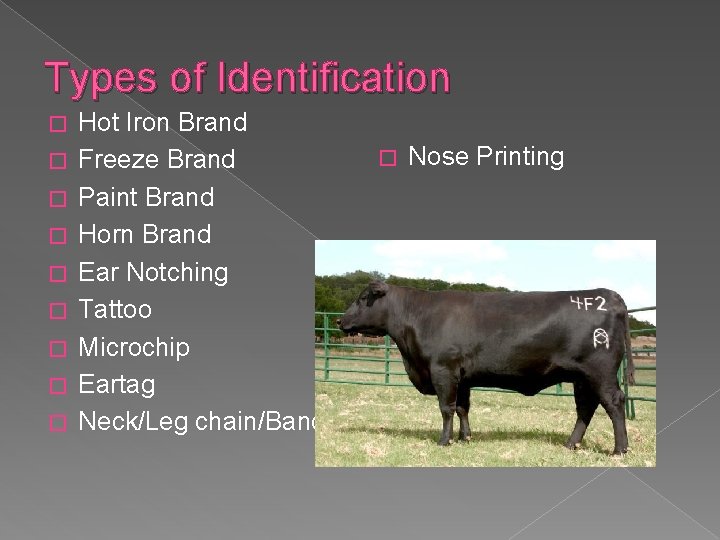 Types of Identification � � � � � Hot Iron Brand Freeze Brand Paint