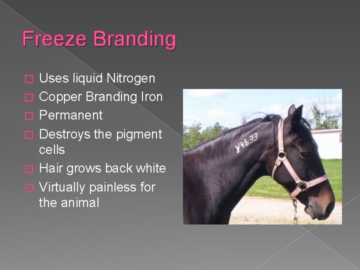 Freeze Branding � � � Uses liquid Nitrogen Copper Branding Iron Permanent Destroys the