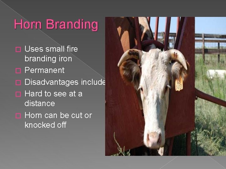 Horn Branding � � � Uses small fire branding iron Permanent Disadvantages include: Hard