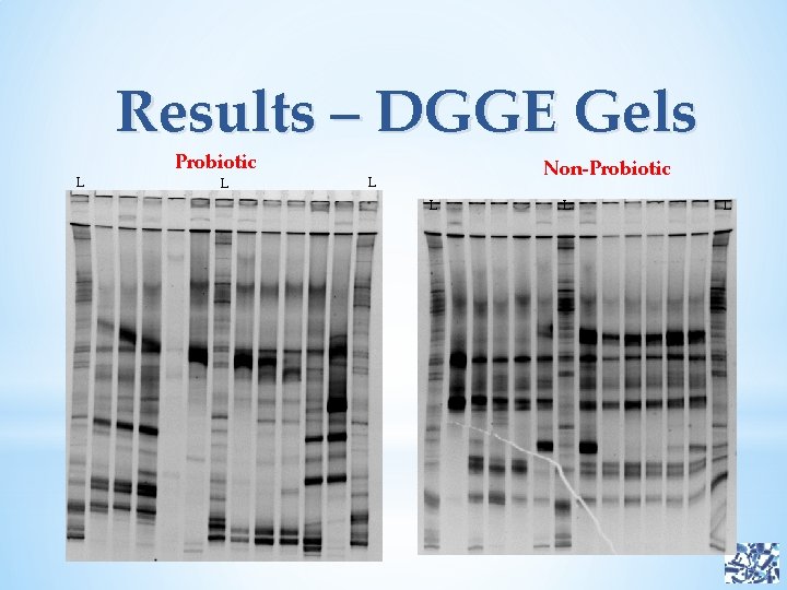 Results – DGGE Gels L Probiotic L Non-Probiotic L L 