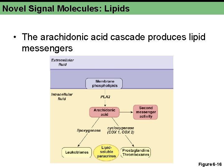 Novel Signal Molecules: Lipids • The arachidonic acid cascade produces lipid messengers Figure 6