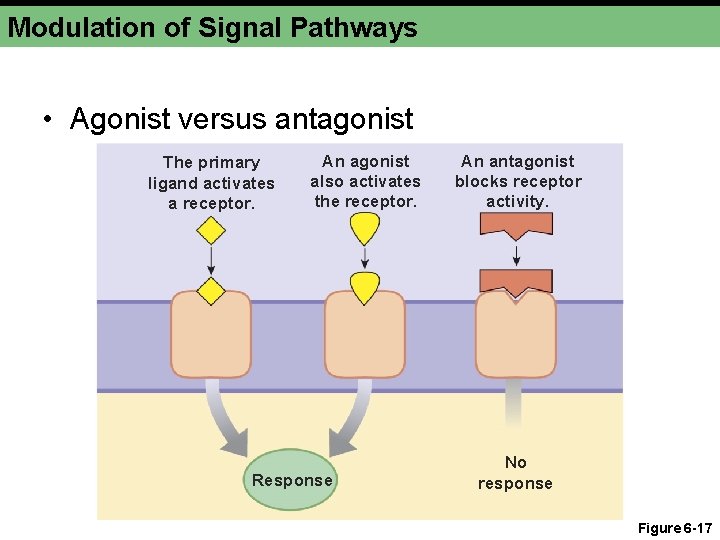 Modulation of Signal Pathways • Agonist versus antagonist The primary ligand activates a receptor.