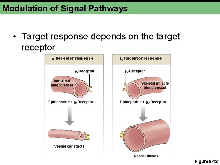 Modulation of Signal Pathways • Target response depends on the target receptor -Receptor response