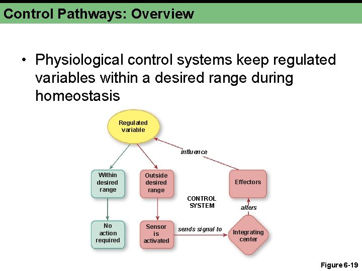 Control Pathways: Overview • Physiological control systems keep regulated variables within a desired range