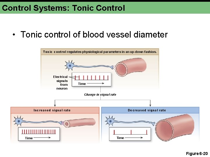 Control Systems: Tonic Control • Tonic control of blood vessel diameter Tonic control regulates