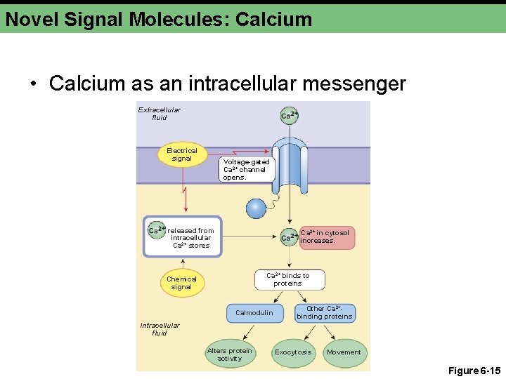 Novel Signal Molecules: Calcium • Calcium as an intracellular messenger Extracellular fluid Electrical signal