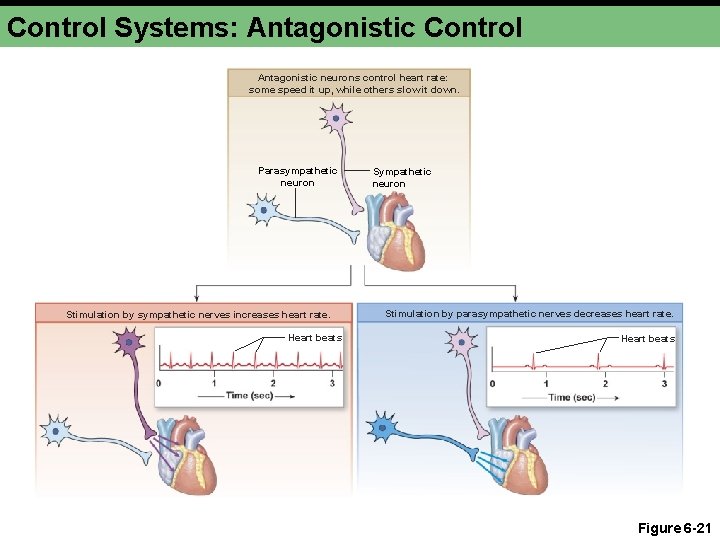 Control Systems: Antagonistic Control Antagonistic neurons control heart rate: some speed it up, while