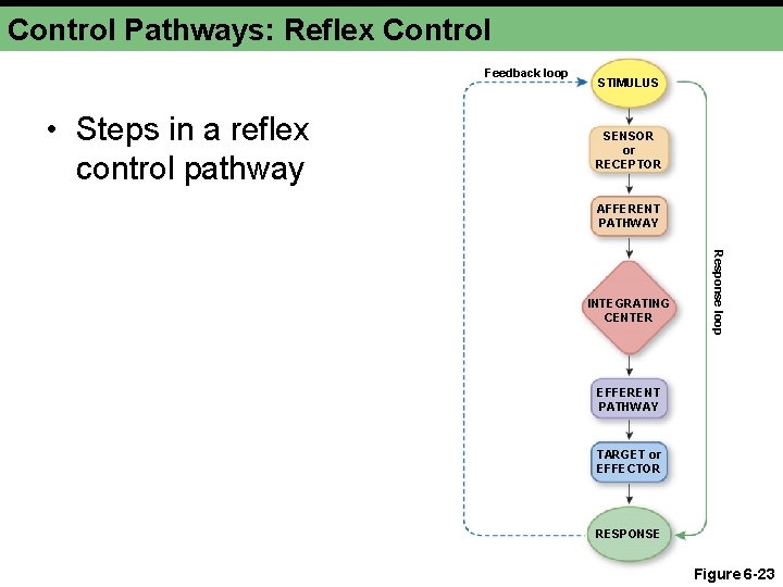 Control Pathways: Reflex Control Feedback loop • Steps in a reflex control pathway STIMULUS