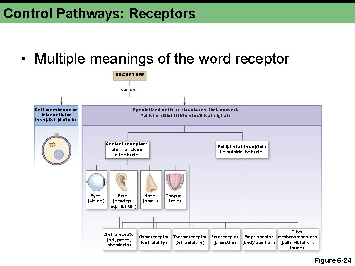 Control Pathways: Receptors • Multiple meanings of the word receptor RECEPTORS can be Cell