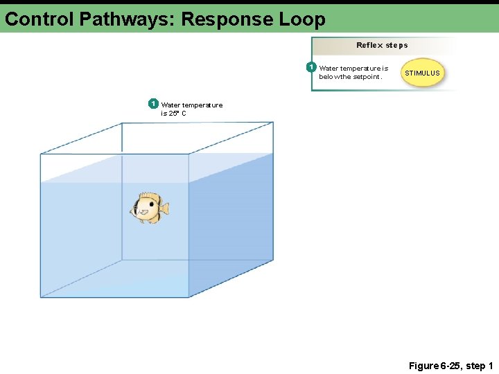 Control Pathways: Response Loop Reflex steps 1 Water temperature is below the setpoint. STIMULUS