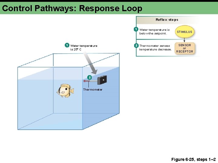 Control Pathways: Response Loop Reflex steps 1 Water temperature is 25° C 1 Water