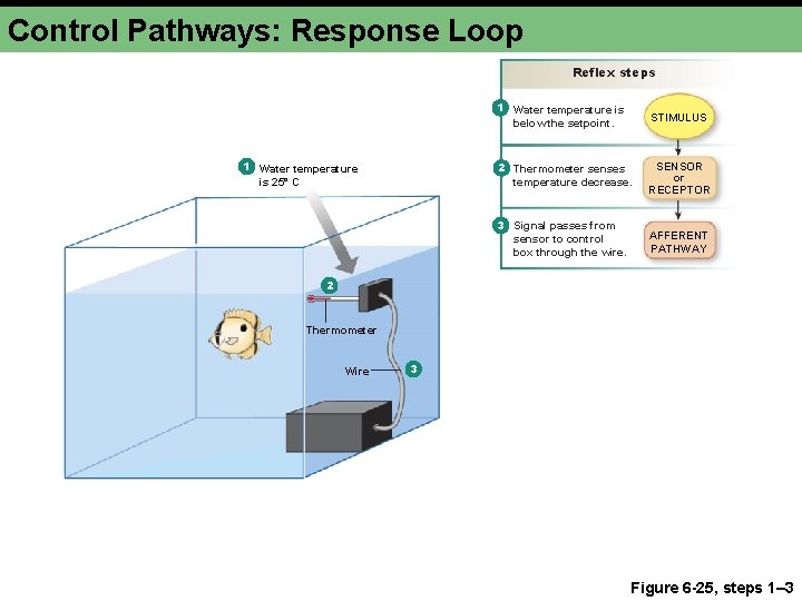 Control Pathways: Response Loop Reflex steps 1 Water temperature is 25° C 1 Water