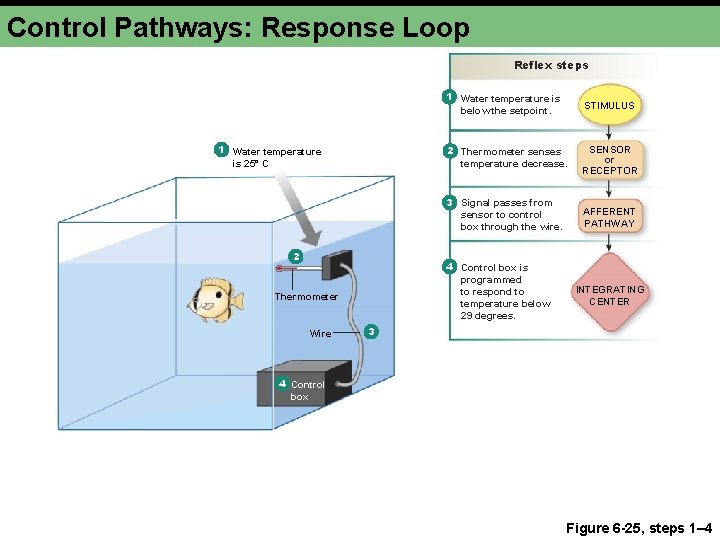 Control Pathways: Response Loop Reflex steps 1 Water temperature is 25° C 2 STIMULUS