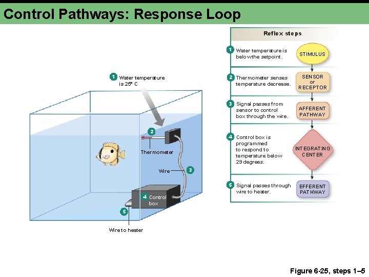 Control Pathways: Response Loop Reflex steps 1 Water temperature is 25° C 2 4