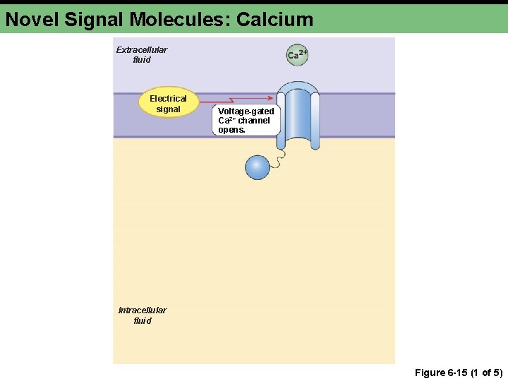 Novel Signal Molecules: Calcium Extracellular fluid Electrical signal Voltage-gated Ca 2+ channel opens. Intracellular