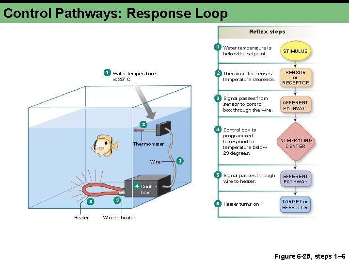 Control Pathways: Response Loop Reflex steps 1 Water temperature is 25° C 2 4